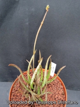Aloe bakeri