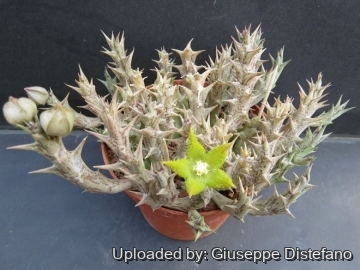 Orbea dummeri