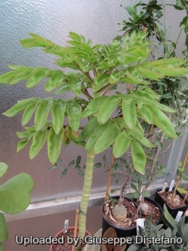 Kalanchoe prolifera