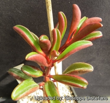 Peperomia graveolens