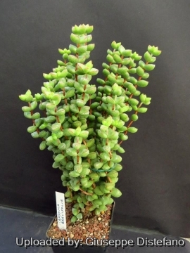 Crassula brevifolia