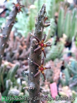 Rhytidocaulon macrolobum