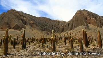 Echinopsis atacamensis