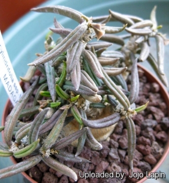 Euphorbia cylindrifolia subs. tuberifera