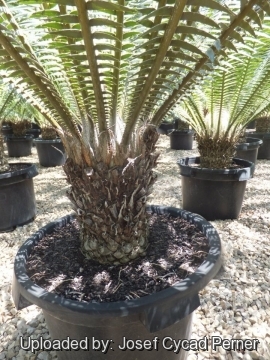 Dioon spinulosum