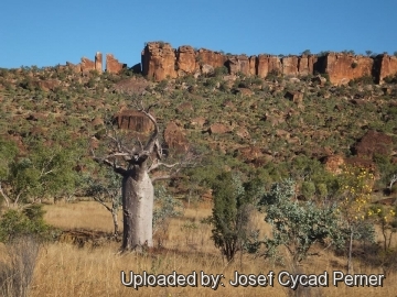 Adansonia gregorii