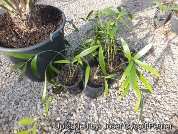Zamia pseudoparasitica
