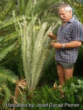 Encephalartos septentrionalis cv. Sudan Silver