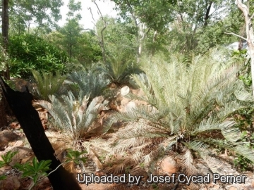 Cycas furfuracea