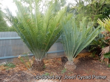 Encephalartos kisambo