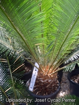 Cycas taitungensis