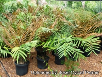 Ceratozamia latifolia