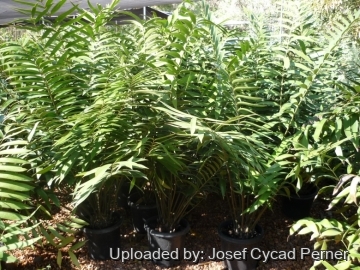 Ceratozamia robusta