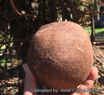 Couroupita guianensis