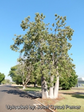 Adansonia gregorii