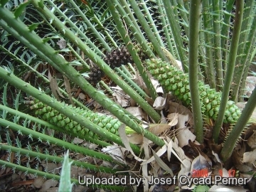 Encephalartos whitelockii