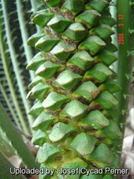 Encephalartos whitelockii