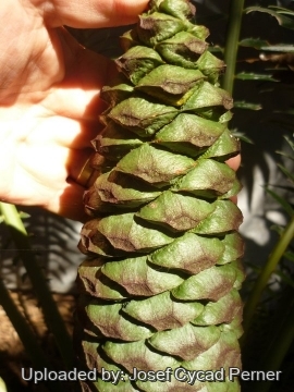 Encephalartos manikensis