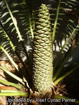 Encephalartos manikensis