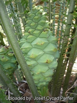 Encephalartos whitelockii