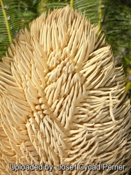 Cycas pectinata