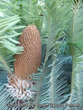 Cycas maconochiei