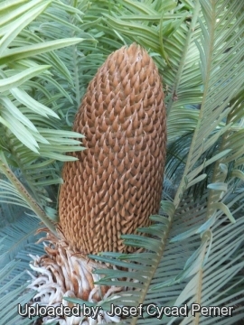 Cycas maconochiei