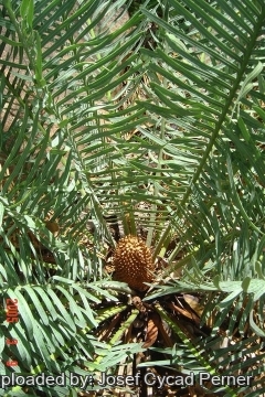 Cycas sp. Kimbolton