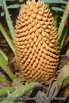 Cycas sp. Kimbolton