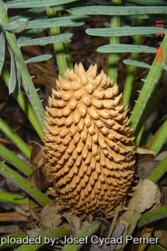 Cycas sp. Kimbolton
