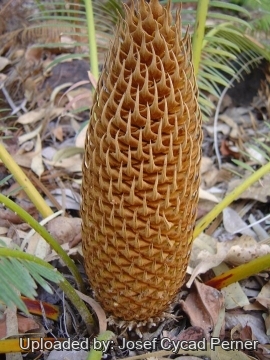 Cycas siamensis
