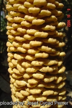 Cycas micholitzii