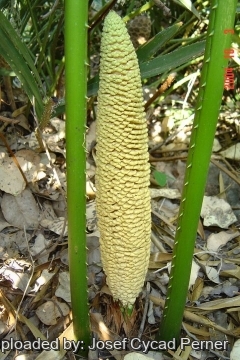Cycas micholitzii