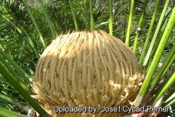 Cycas pectinata