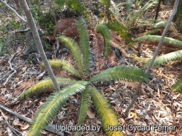 Cycas siamensis