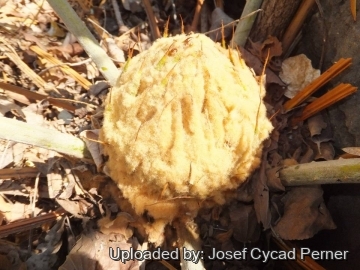Cycas siamensis