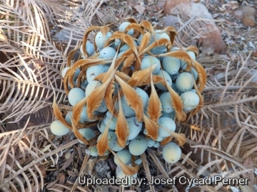 Cycas furfuracea