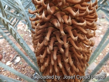 Cycas furfuracea