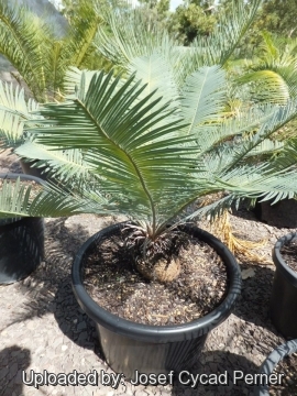 Cycas maconochiei