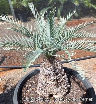 Cycas basaltica