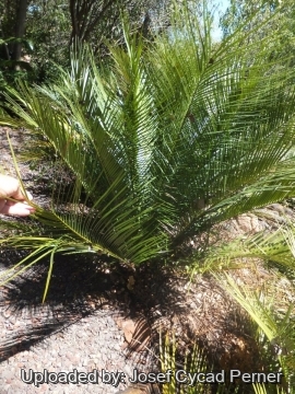 Zamia inermis