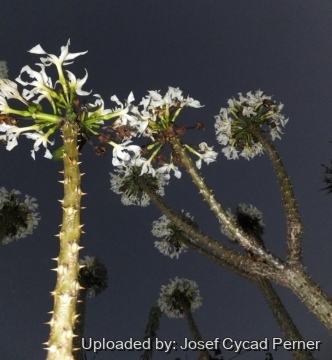 Pachypodium rutenbergianum