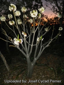 Pachypodium rutenbergianum