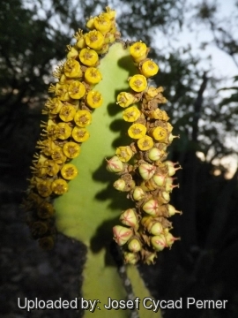 Euphorbia cooperi