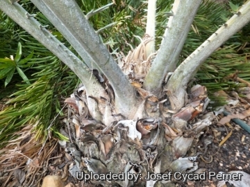 Encephalartos septentrionalis cv. Sudan Silver