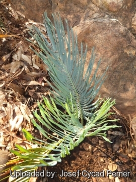 Cycas desolata