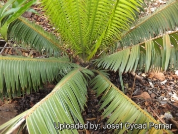 Microcycas calocoma