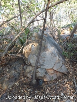 Jacaratia corumbensis