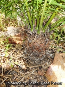 Microcycas calocoma