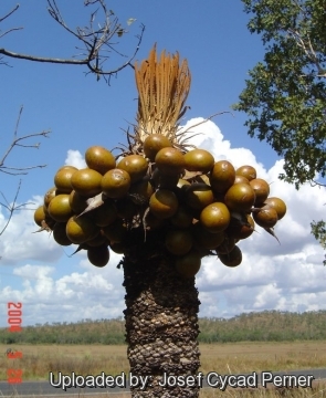 Cycas armstrongii